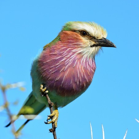 Lilac Breasted Roller